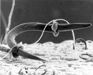 fungal hyphae strangles nematode